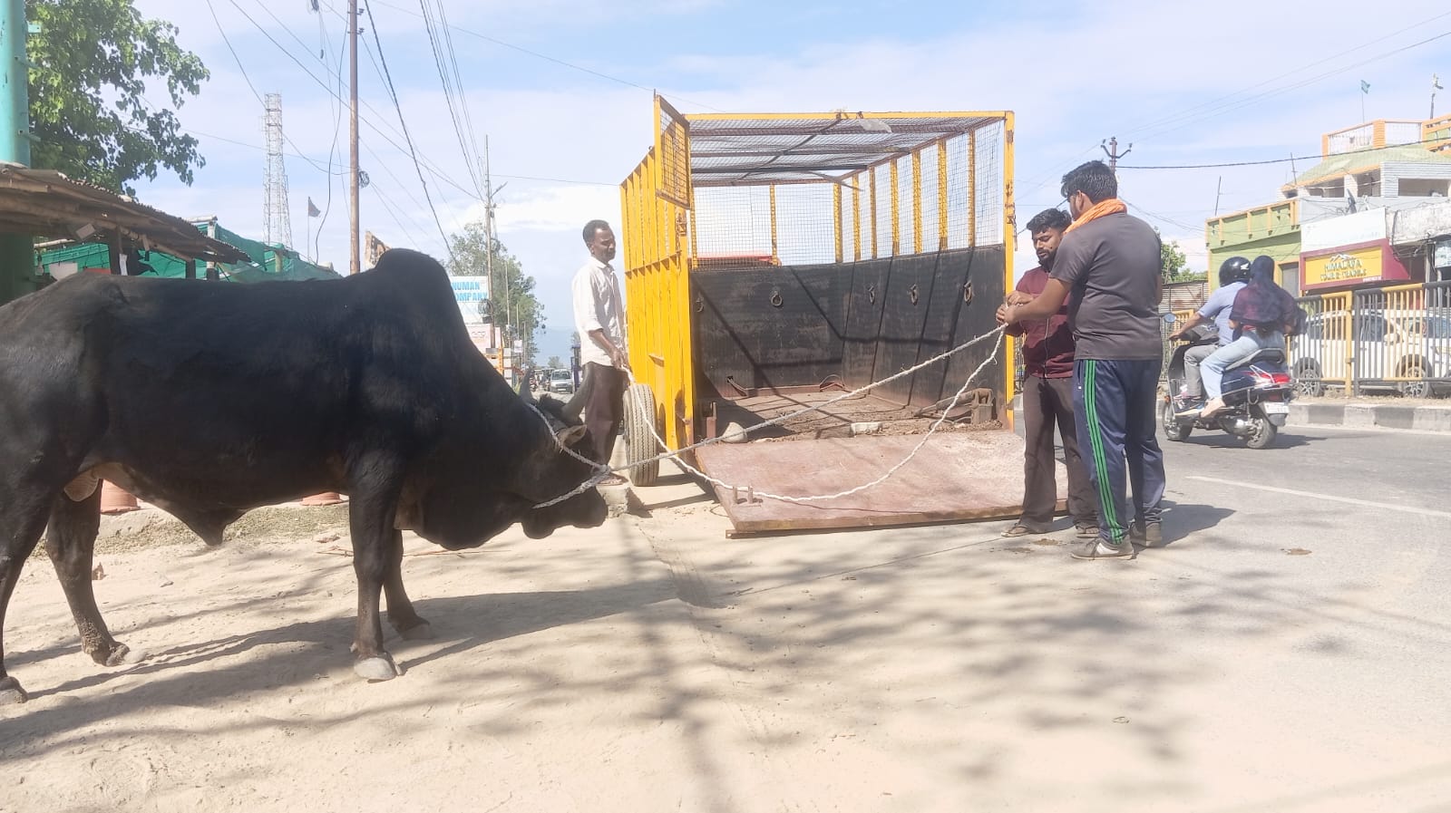 जिलाधिकारी श्री मनीष कुमार के निर्देशानुसार सड़क सुरक्षा एवं गौ संरक्षण हेतु संयुक्त अभियान, निराश्रित पशुओं को गौशाला भेजा